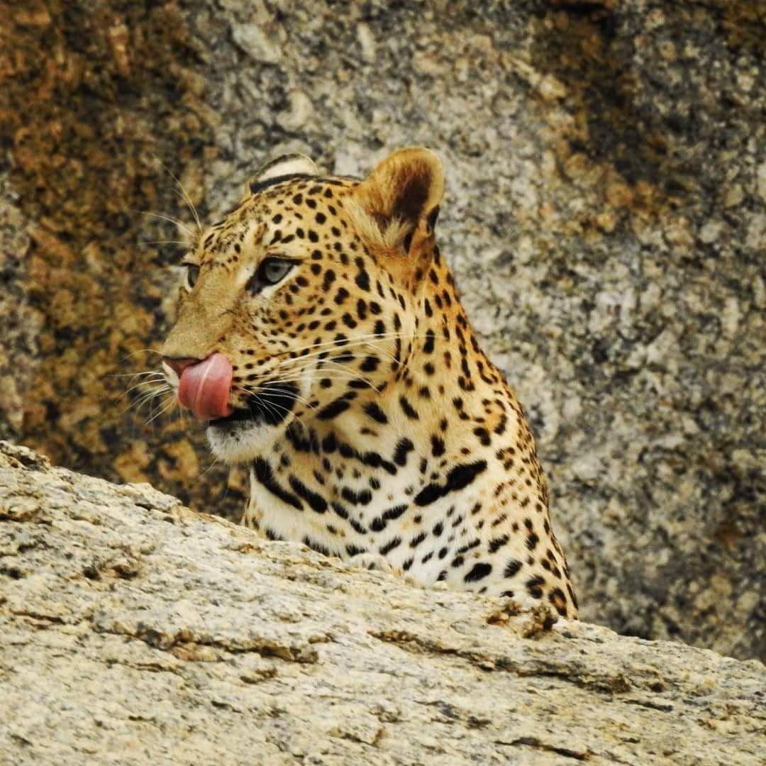 Leopard Sighting Safari Tour
