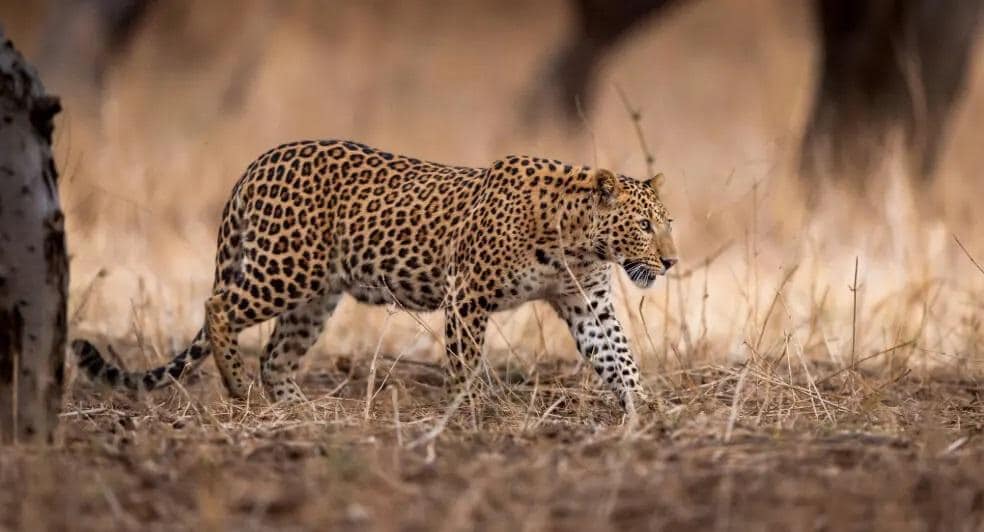 Jhalana Reserve Leopard Safari