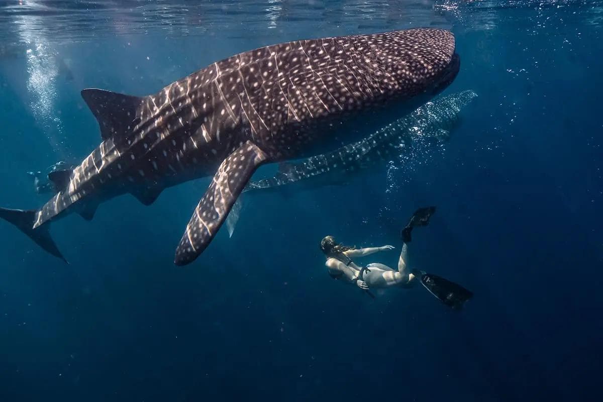 Whale Shark Snorkelling