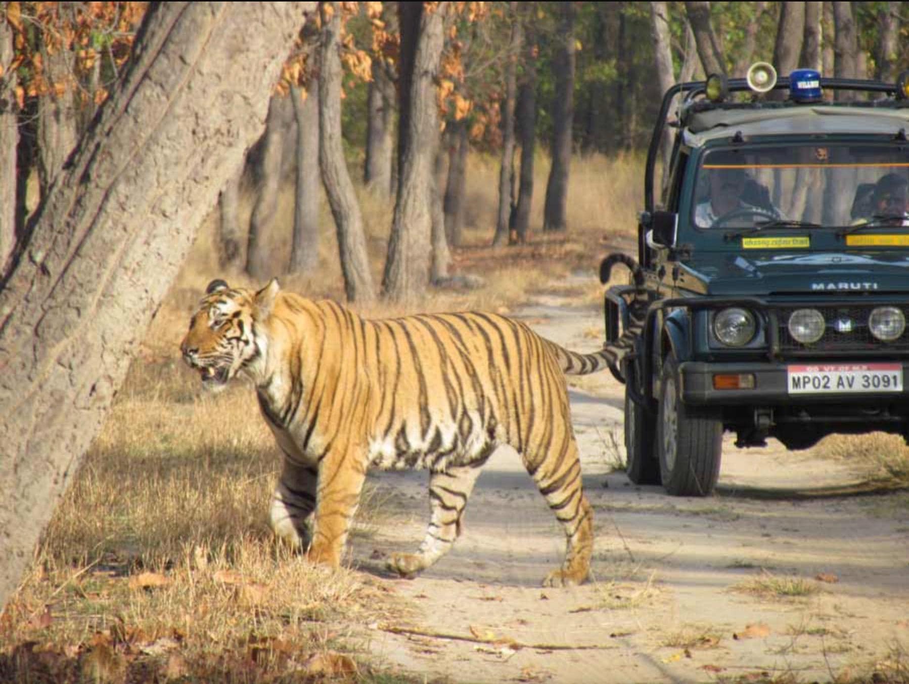 Bandhavgarh Jeep Safari