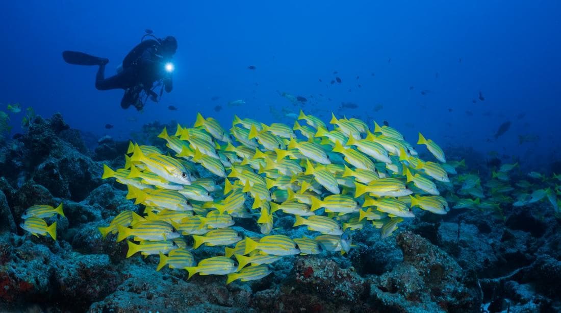 Guided Diving & Snorkelling