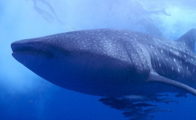 Whale Shark Expedition