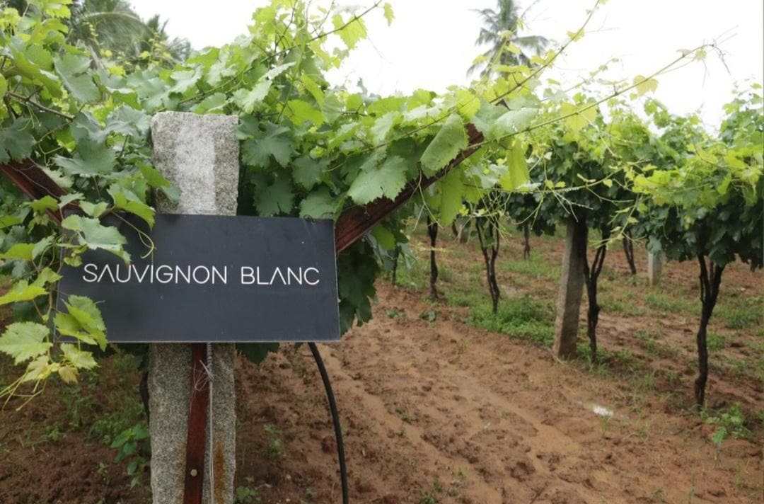 Vineyard Tour & Lunch