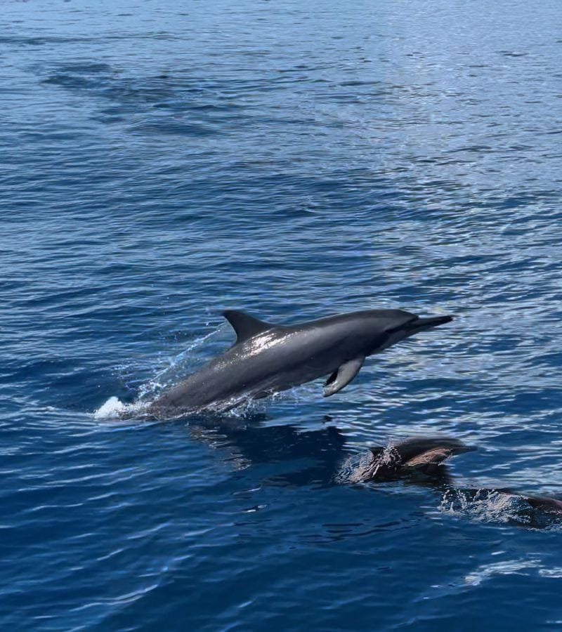 Dolphin Watching