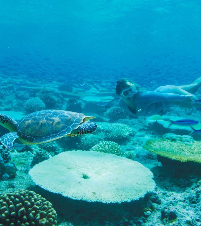 Turtle Snorkelling