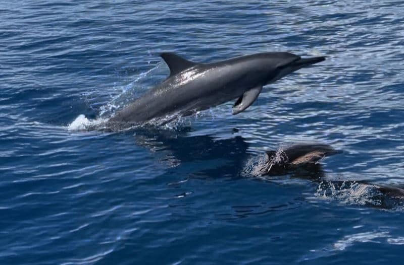 Dolphin Safari