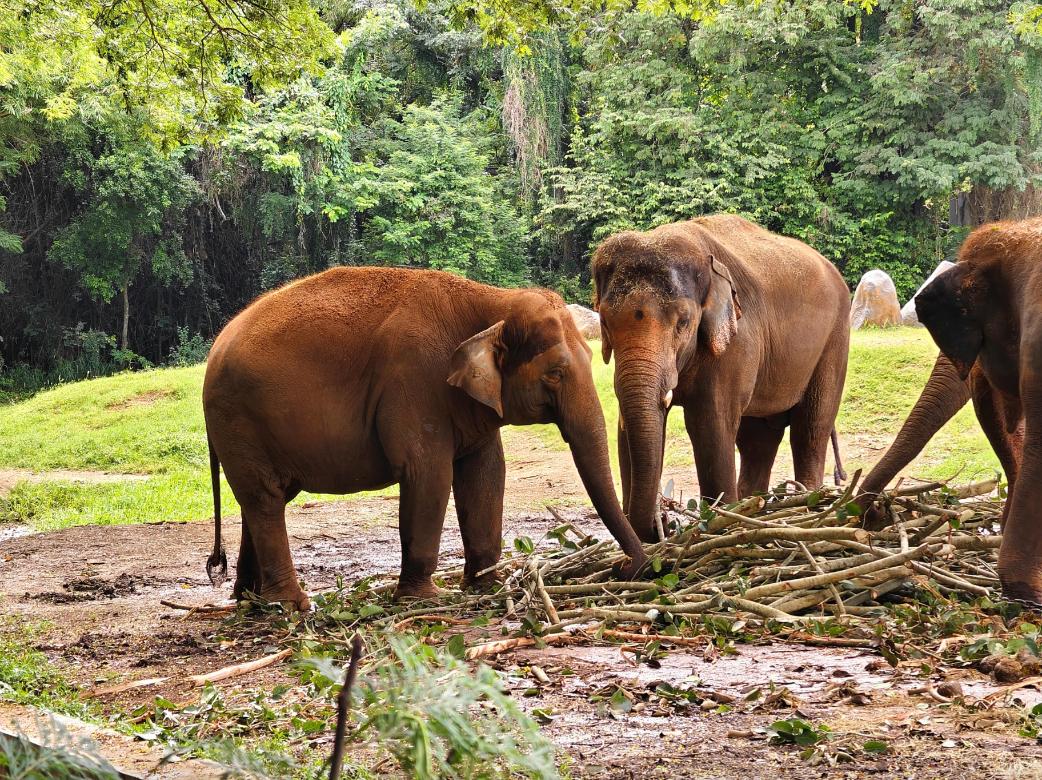 Bandipur Forest Safari
