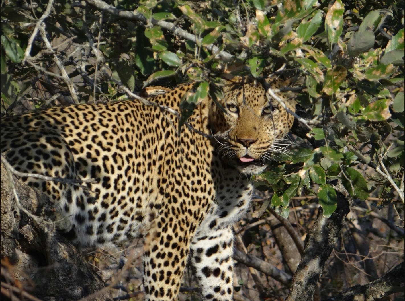 Madumalai Forest Safari