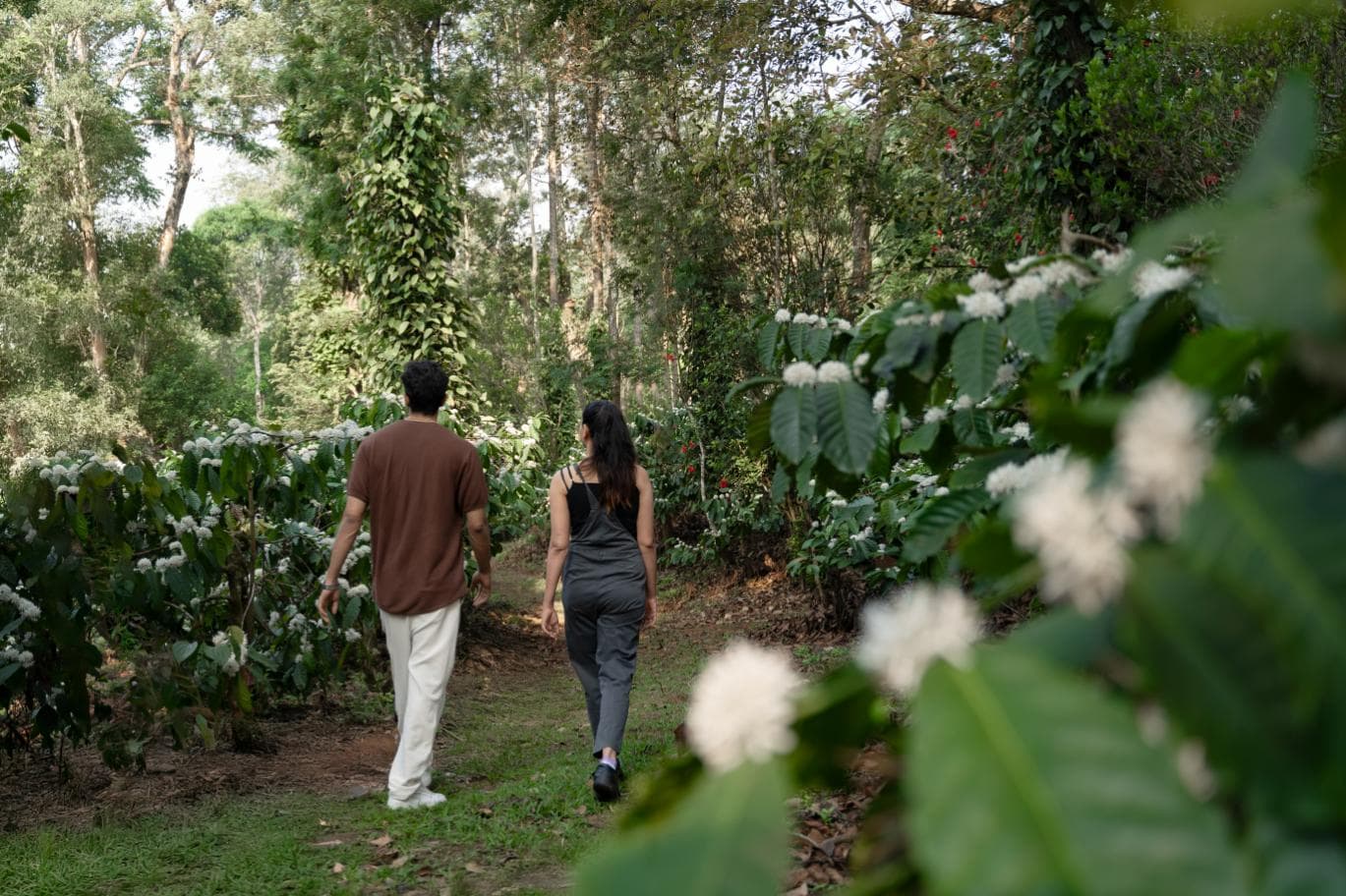 Guided Plantation Walk