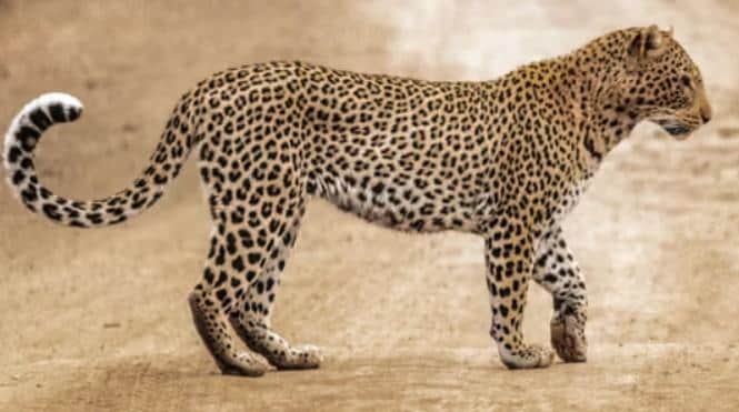 Kumbhalgarh Wildlife Safari