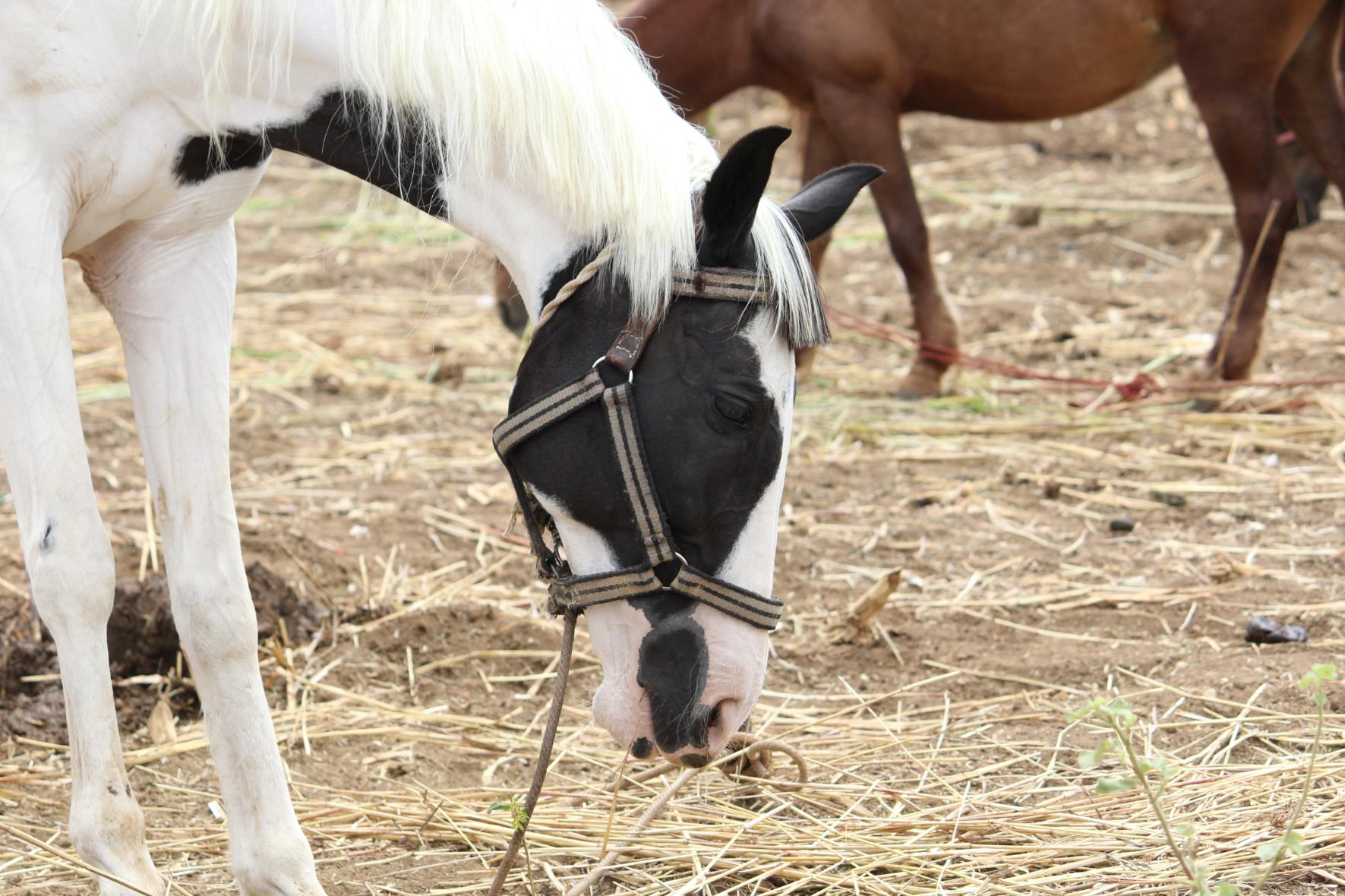 Animal-assisted Therapy