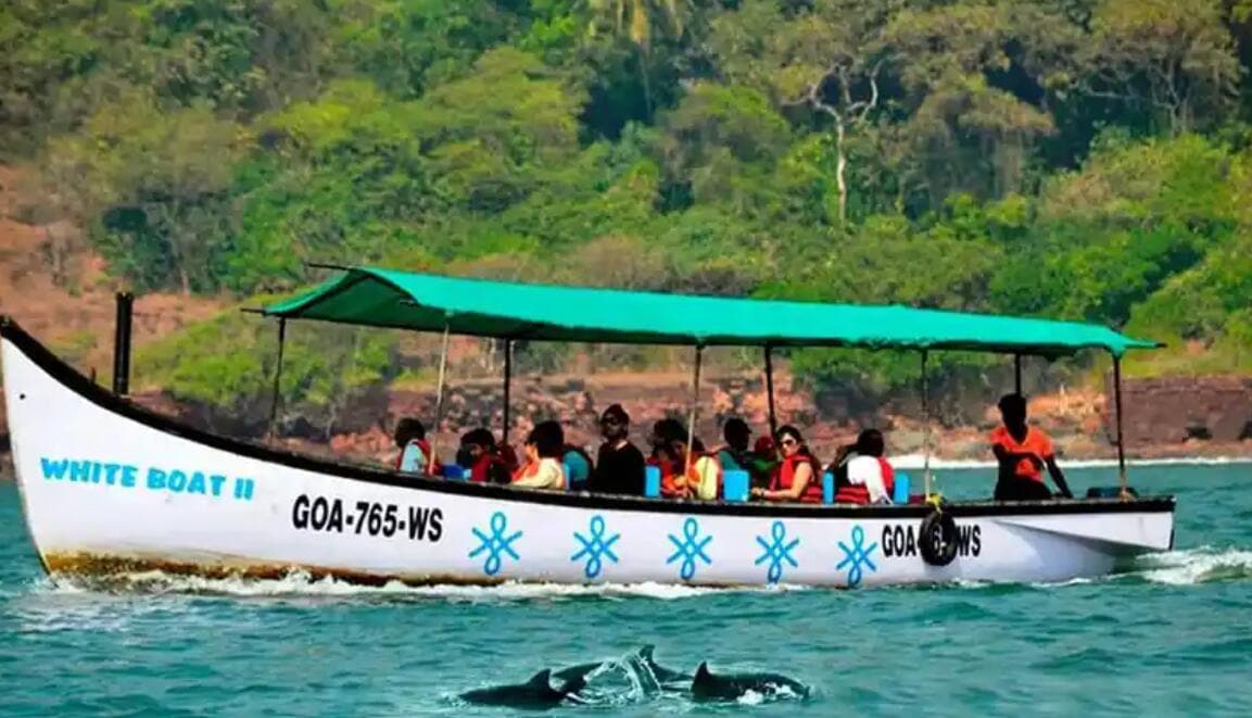 Dolphin & Boat Trip