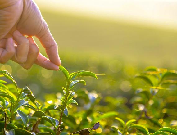 Organic Farming Session