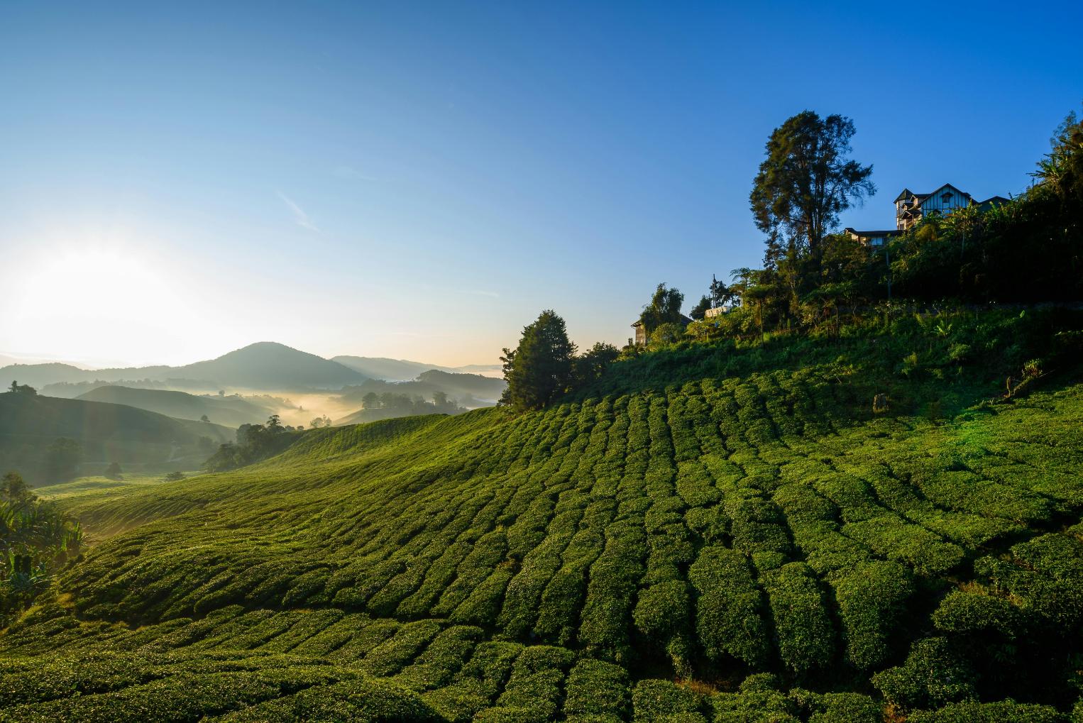 Tea Garden Tours