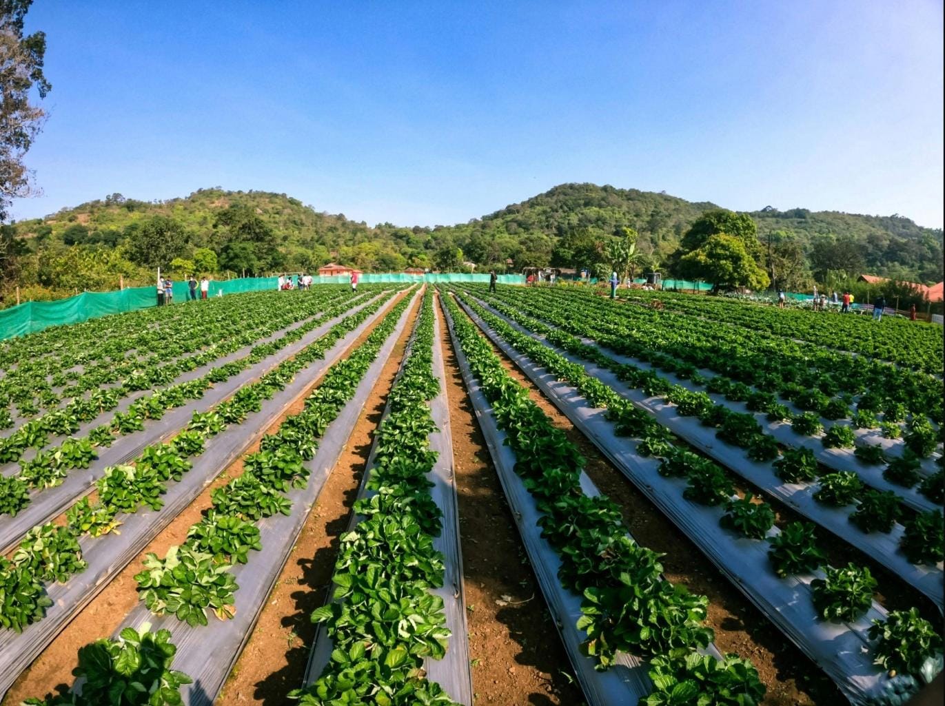 INFINITEA TEA GARDEN RESORT 𝗕𝗢𝗢𝗞 Palampur Resort
