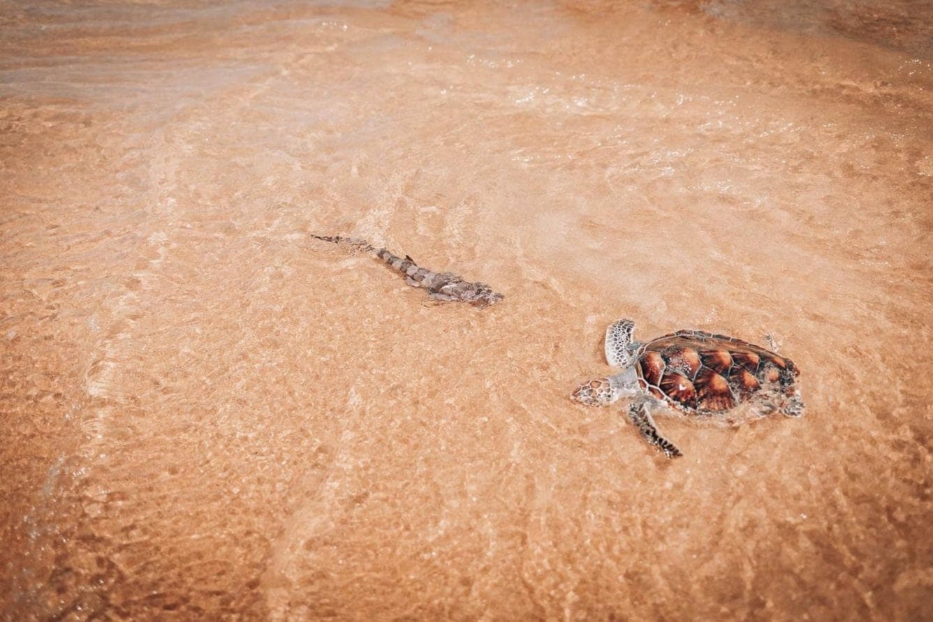 Turtle Conservation Centre