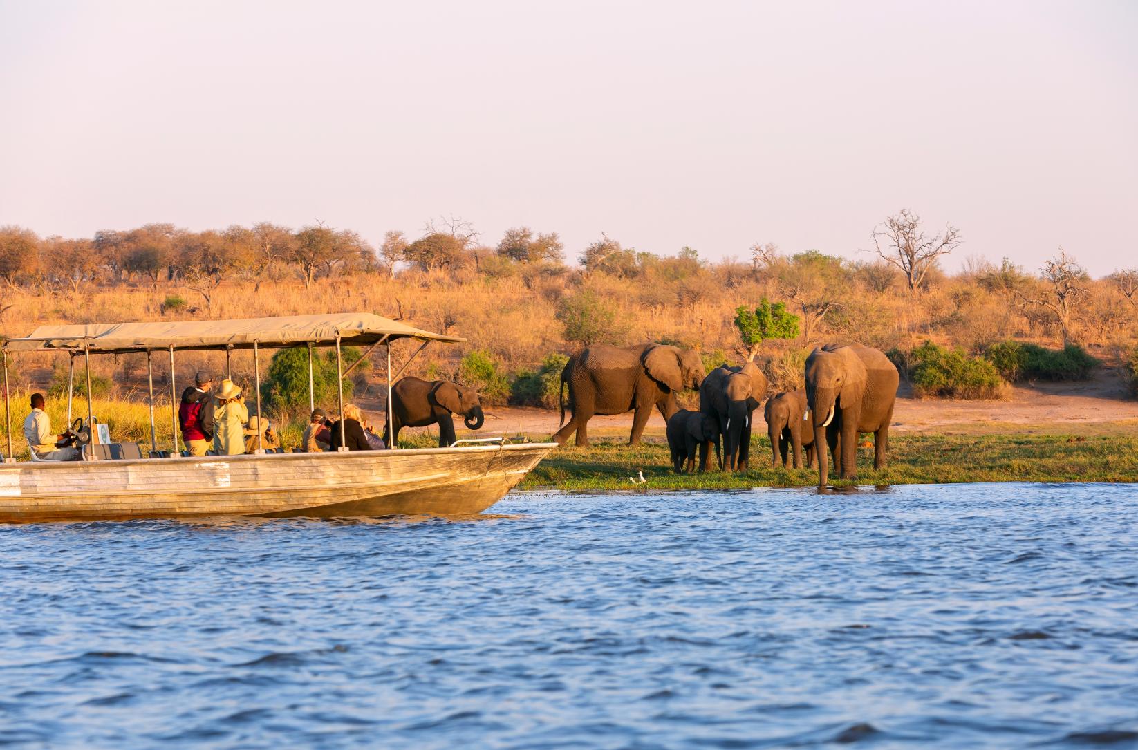 Guided Boat Safari