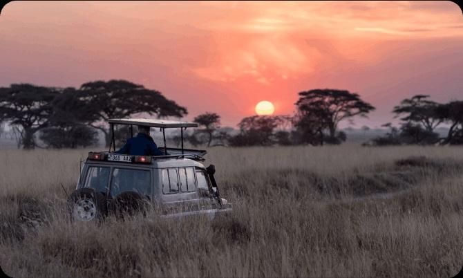 Guided Jungle Safari