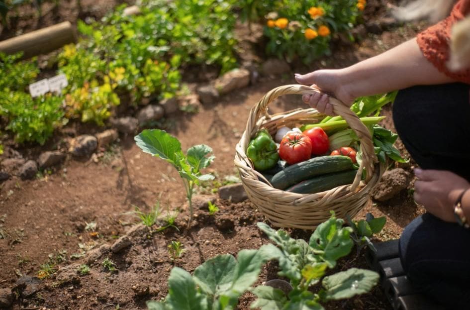 Farm-to-Table Dining
