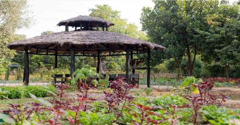 Butterfly Garden Visit