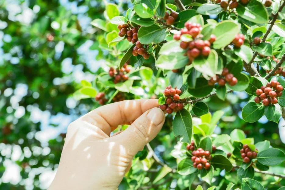 Learn About Coffee Picking