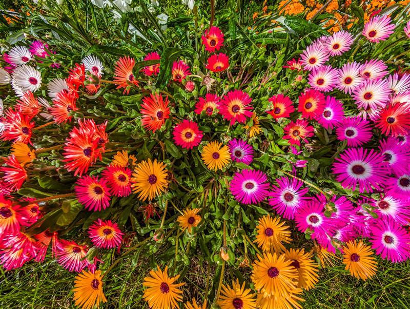 Botanical Garden Walk