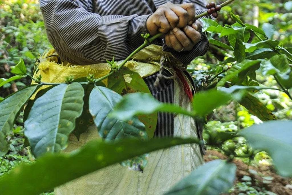 Coffee Picking Experience