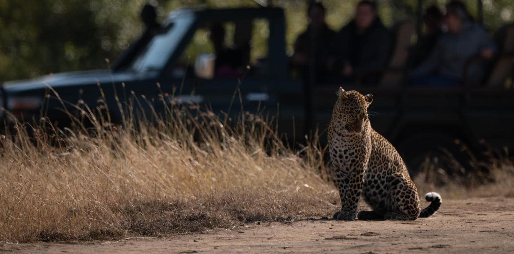Leopard Safari