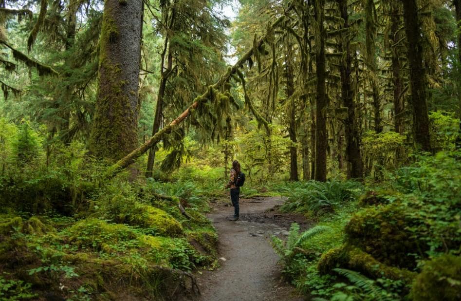 Forest Bathing & Nature Walk