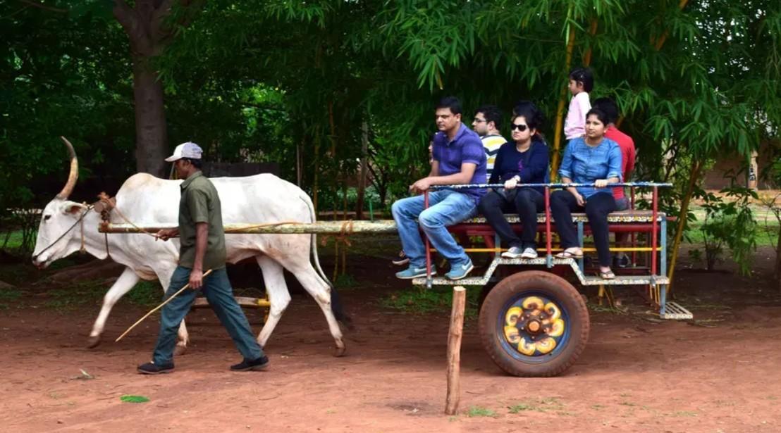 Bullock Cart Ride