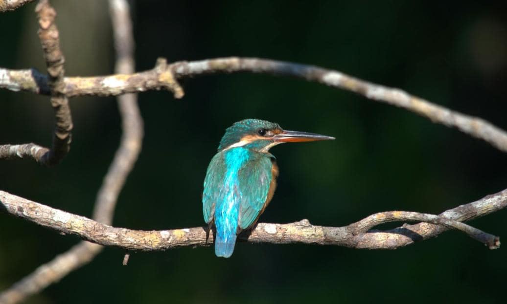 Kodachadri Bird Watching
