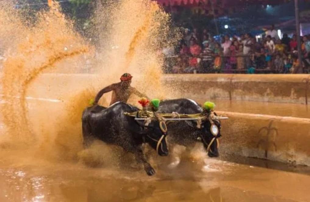 Kambala Buffalo Race