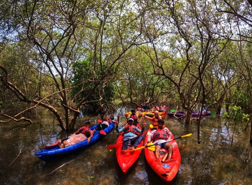 Mangrove Kayaking