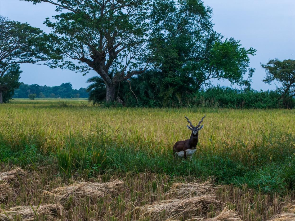 Blackbuck Safari