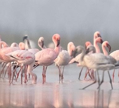 Finding Flamingos