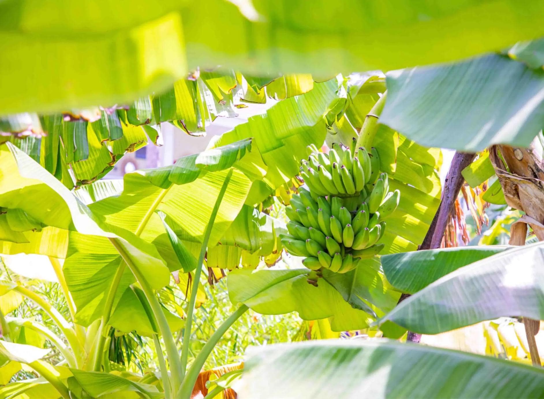 Interactive cooking & dining