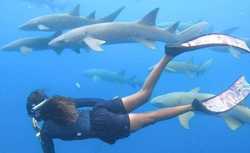 Shark Encounters