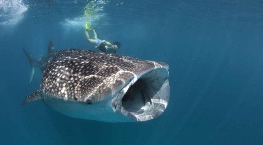 Whale Shark Adventures