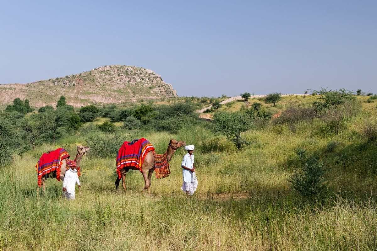 Camel Safari & Lunch