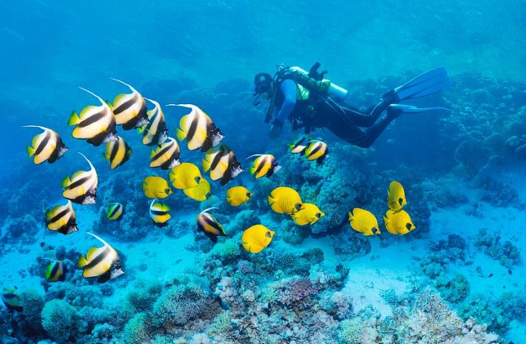 Scuba Diving Adventure