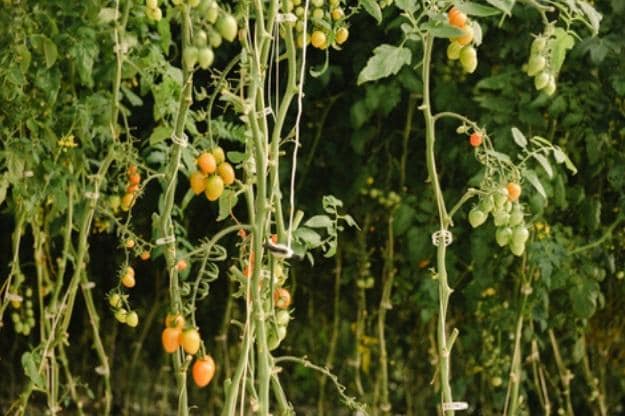 Farm-to-Table Dining