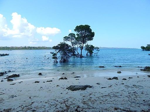 Mangrove Safari & Fishing