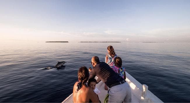 Sunset Dolphin Safari