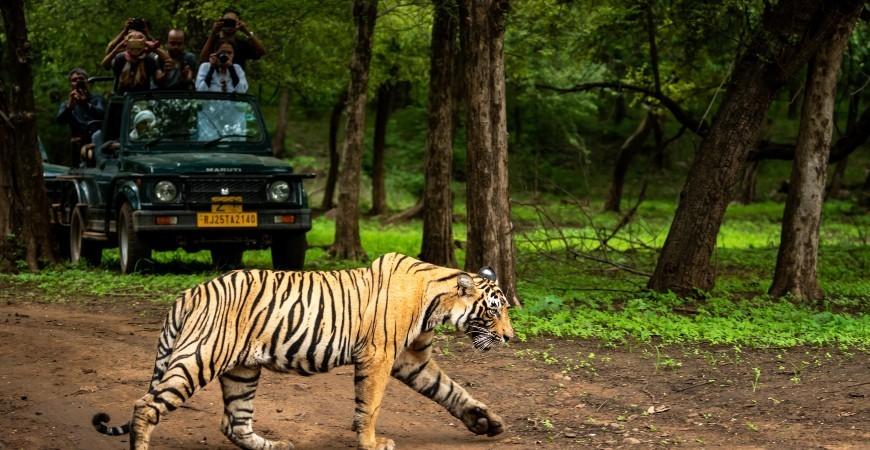 Pench Jungle Safari