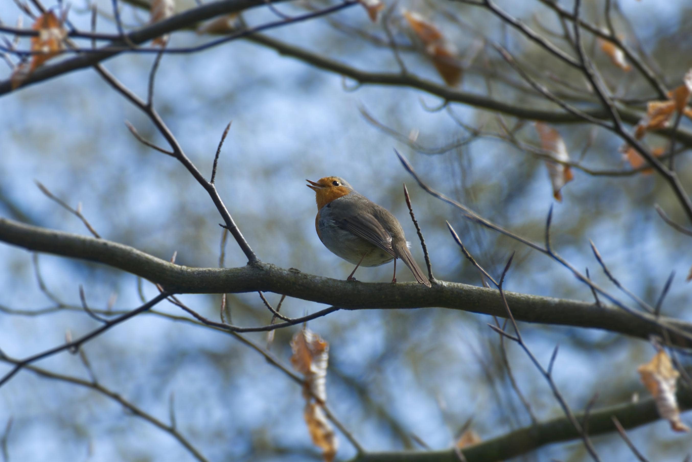 Guided Birdwatching Tours