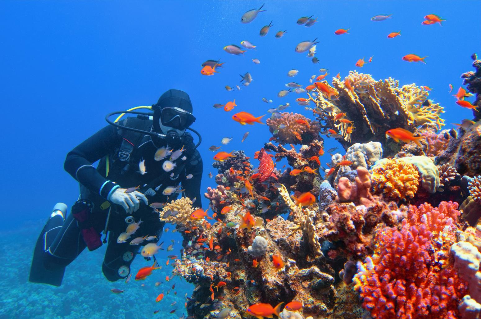 Scuba Diving Adventure