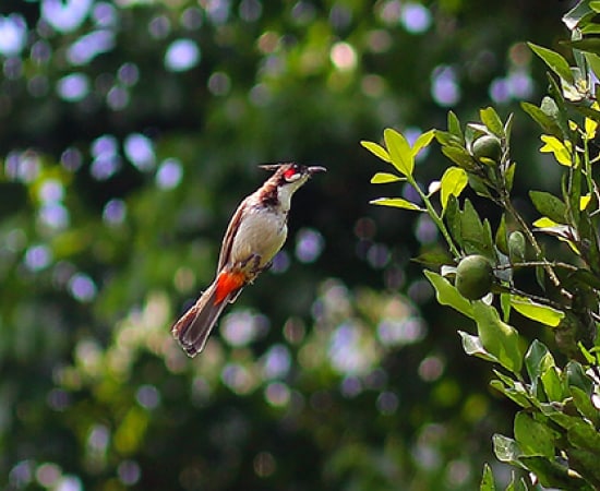 Bird Watching