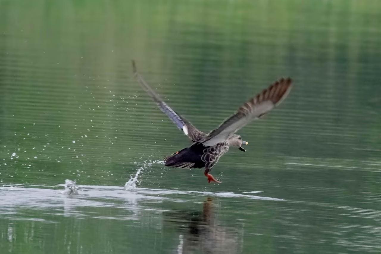 Bird & Butterfly Spotting