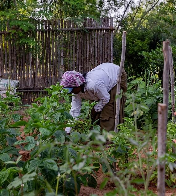 Farm-to-Table Dining