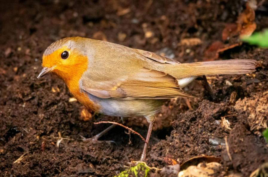 Bird Watching Trails